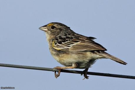 Galería de chingolo ceja amarilla