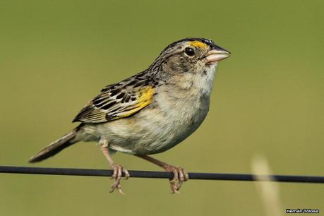 Galería de chingolo ceja amarilla