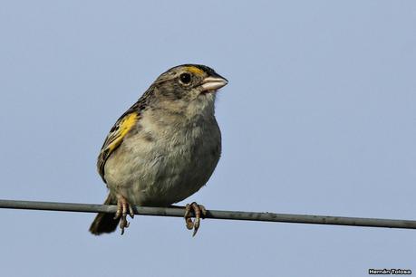 Galería de chingolo ceja amarilla