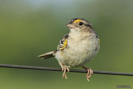 Galería de chingolo ceja amarilla