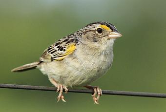 Galería de chingolo ceja amarilla Paperblog