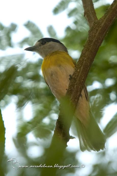 Anambé verdoso (Green-backed Becard) Pachyramphus viridis