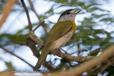 Anambé verdoso (Green-backed Becard) Pachyramphus viridis