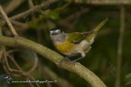 Anambé verdoso (Green-backed Becard) Pachyramphus viridis