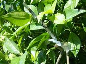 Injerto limon naranjo