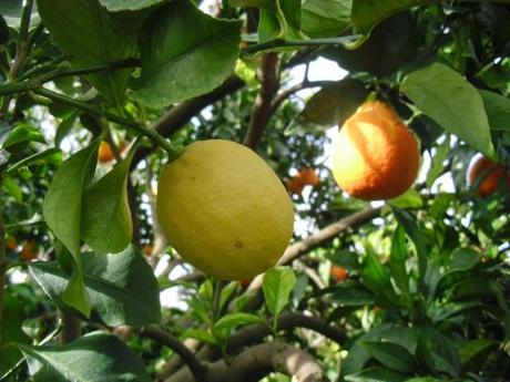 INJERTO DE LIMON EN NARANJO