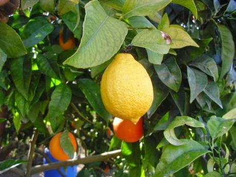 INJERTO DE LIMON EN NARANJO