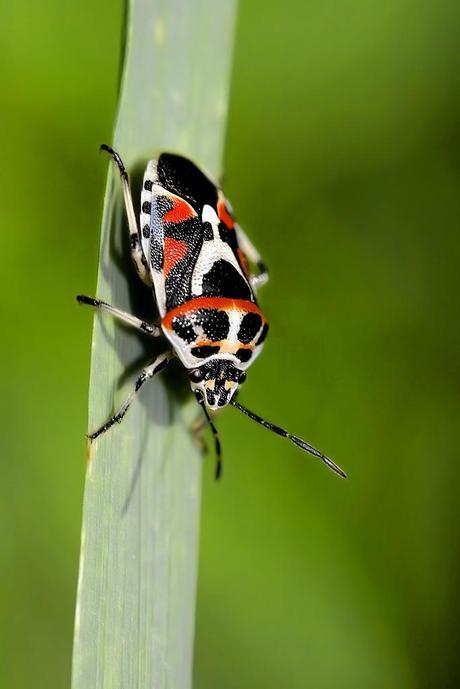 Eurydema ornata (Linnaeus, 1758)