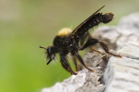 Laphria ephippium (Fabricius 1781) mosca asesina
