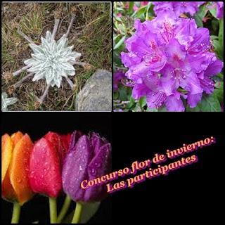 Concurso FLOR DE INVIERNO: Las participantes.