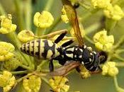 Descubre significado soñar avispas.