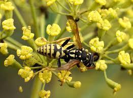 Descubre el significado de soñar con avispas. sueño con avispas