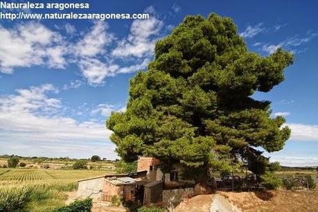 Árboles Singulares y Monumentales