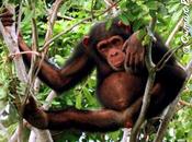 Conferencia: reto conservación chimpancés: labor oportunidades voluntariado
