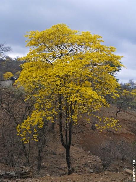 Un paseo inolvidable, el florecimiento de los guayacanes cumplió las expectativas