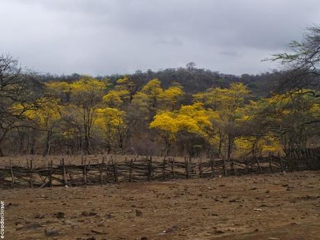 Un paseo inolvidable, el florecimiento de los guayacanes cumplió las expectativas