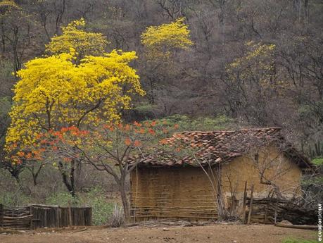 Un paseo inolvidable, el florecimiento de los guayacanes cumplió las expectativas