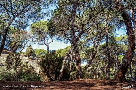 PUNTA UMBRÍA (Huelva): BOSQUE DE LOS ENEBRALES