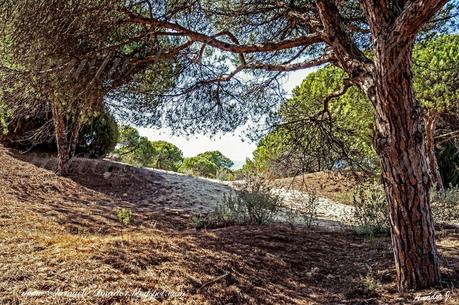PUNTA UMBRÍA (Huelva): BOSQUE DE LOS ENEBRALES