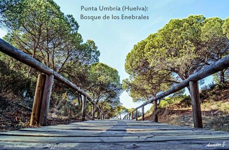 PUNTA UMBRÍA (Huelva): BOSQUE DE LOS ENEBRALES
