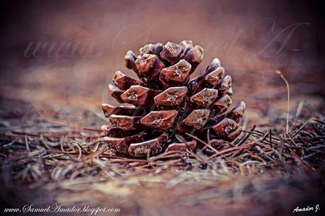 PUNTA UMBRÍA (Huelva): BOSQUE DE LOS ENEBRALES