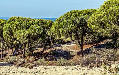 PUNTA UMBRÍA (Huelva): BOSQUE DE LOS ENEBRALES