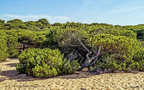 PUNTA UMBRÍA (Huelva): BOSQUE DE LOS ENEBRALES