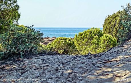 PUNTA UMBRÍA (Huelva): BOSQUE DE LOS ENEBRALES