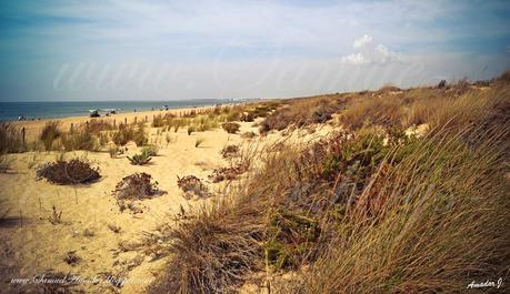 PUNTA UMBRÍA (Huelva): BOSQUE DE LOS ENEBRALES