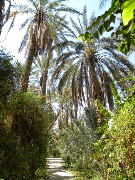 TUNEZ: EL PALMERAL DE TOZEUR Y LA MUJER POETA