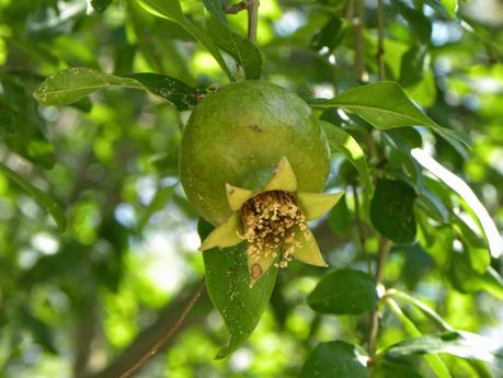 TUNEZ: EL PALMERAL DE TOZEUR Y LA MUJER POETA