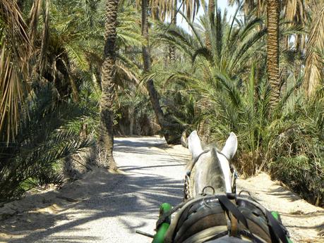 TUNEZ: EL PALMERAL DE TOZEUR Y LA MUJER POETA