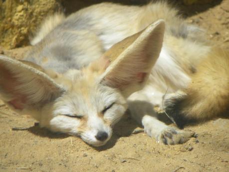 TUNEZ: EL PALMERAL DE TOZEUR Y LA MUJER POETA