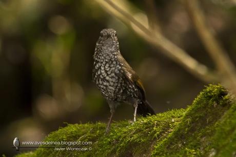 Macuquito (Sharp-tailed Streamcreeper) Lochmias nematura