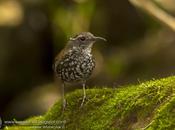 Macuquito (Sharp-tailed Streamcreeper) Lochmias nematura