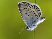 Plebejus argus (Linnaeus, 1758) Niña hocecillas