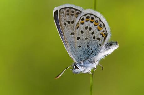 Para ampliar Plebejus argus (Linnaeus, 1758) Niña hocecillas hacer clic