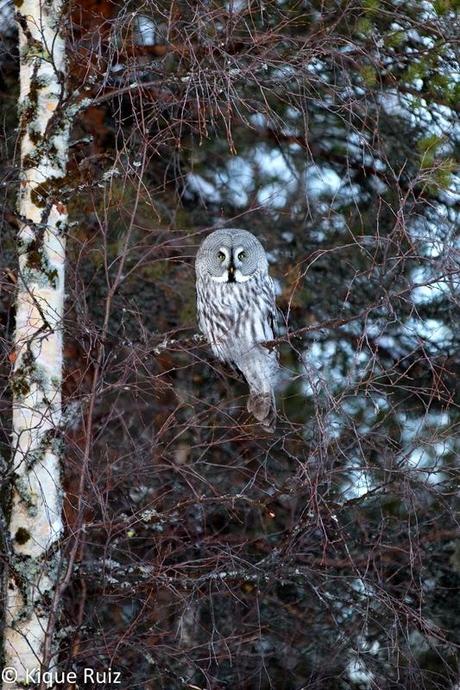 Laponia, la inmensidad inhóspita