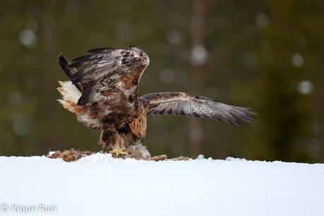 Laponia, la inmensidad inhóspita