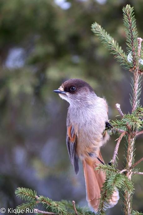 Laponia, la inmensidad inhóspita