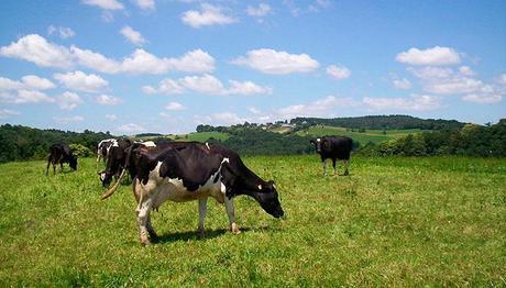 Las vacas y el cambio climático