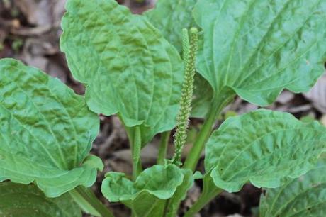 PLANTAGO MAJOR