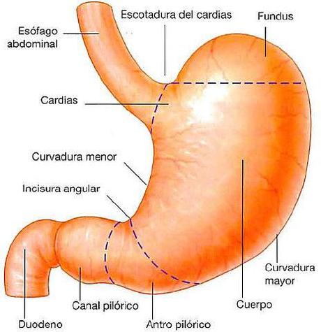 Estomago-gastritis