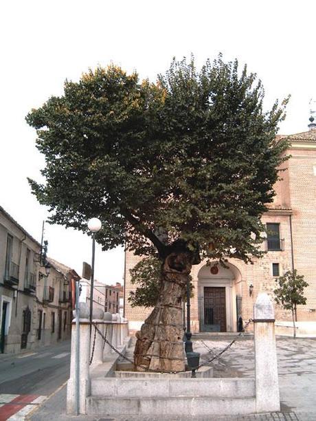 El Olmo del Milagro de Illescas: 500 años de historia