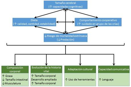 La historia evolutiva del hombre