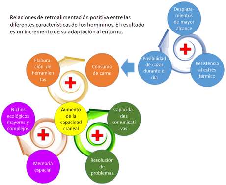 La historia evolutiva del hombre