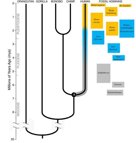 La historia evolutiva del hombre