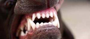 Perro muerde perro dueño cárcel