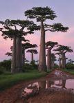 Madagascar, la isla roja