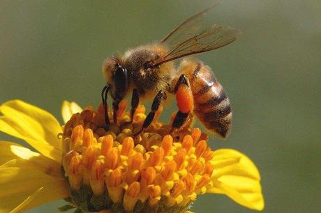 abeja